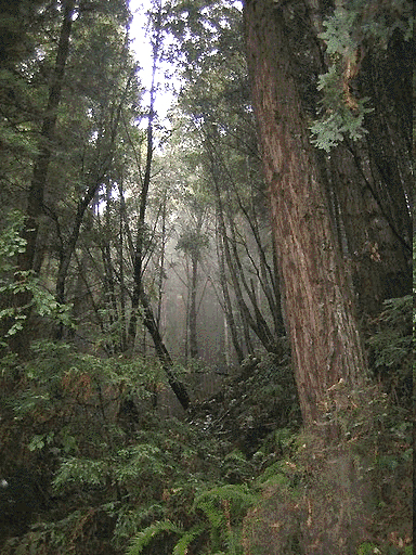 Dandakaranya Forest