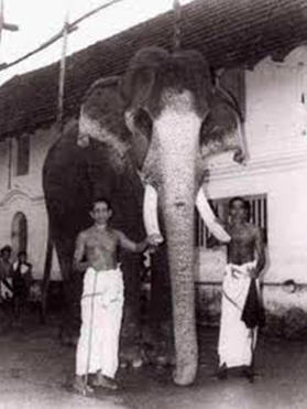 The Elephant Devotee of Lord Guruvayur