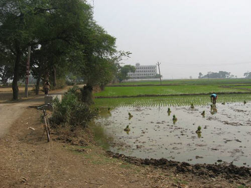 Fields at Ekachakra Dhama