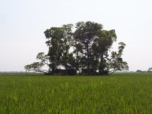 Pandava Tala-Ekachakra